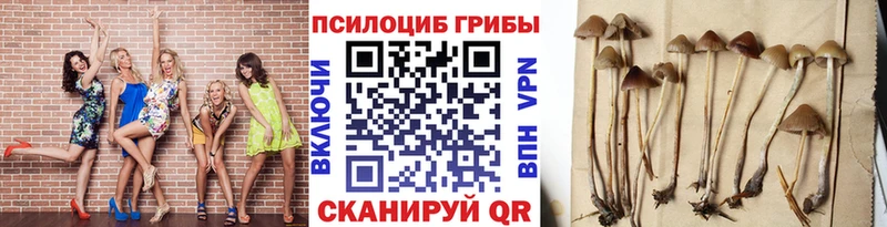 Псилоцибиновые грибы Psilocybine cubensis  ссылка на мегу сайт  Сегежа 
